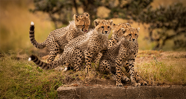 Masai Mara Great Migration Photo Tour