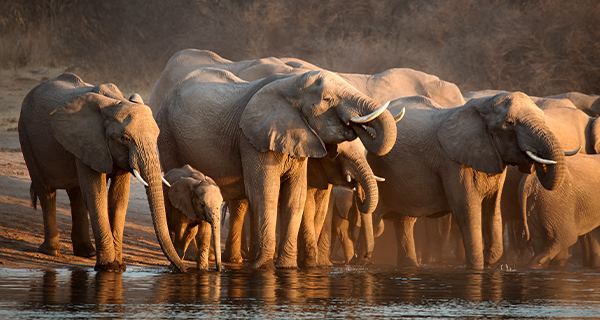 Tanzania Big 5 Special