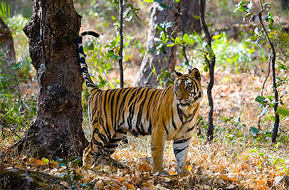 BANDHAVGARH NATIONAL PARK