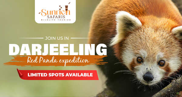 RED PANDA EXPEDITION
