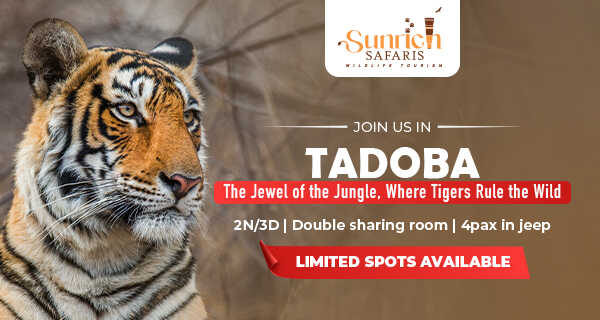 TADOBA NATIONAL PARK